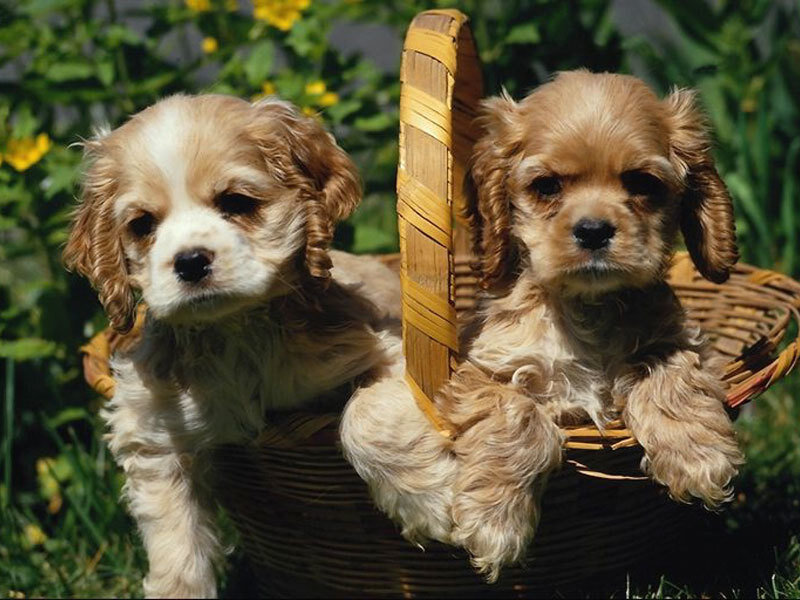 Two Cocker Spaniel Puppies