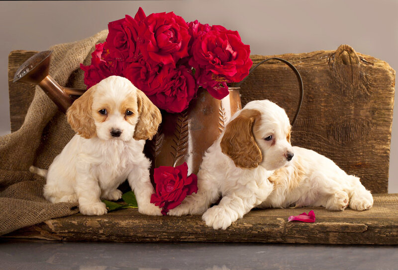 Two Cocker Spaniel Puppies — White