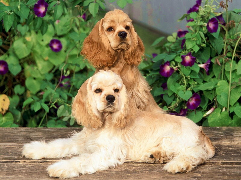 Two Cocker Spaniels — Brown, Calm, Afternoon