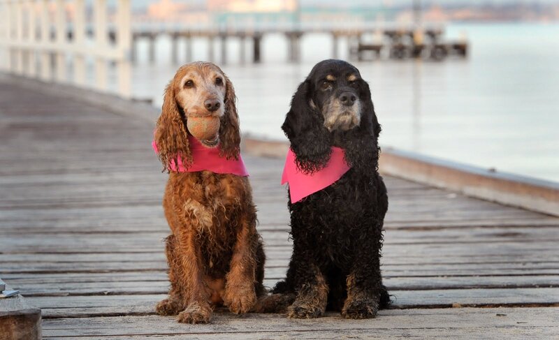 Two Cocker Spaniels — Brown, Calm
