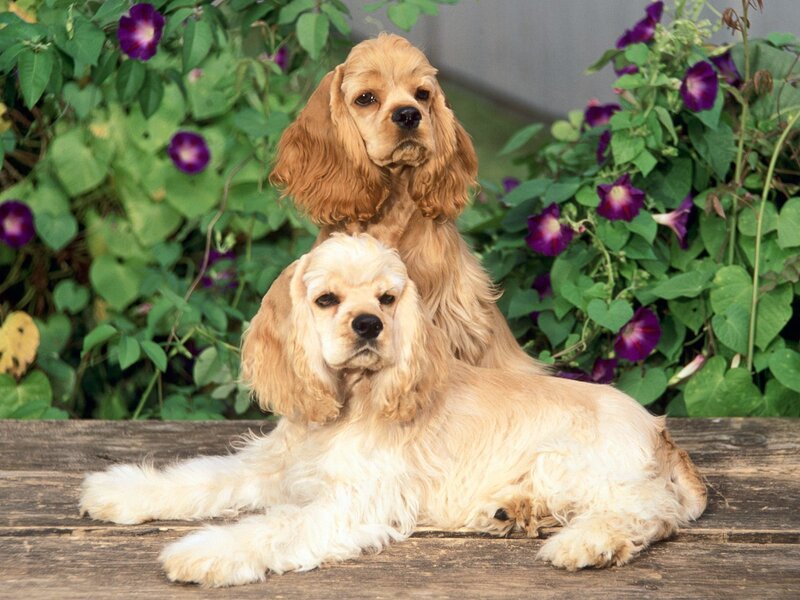 Two Cocker Spaniels — Brown