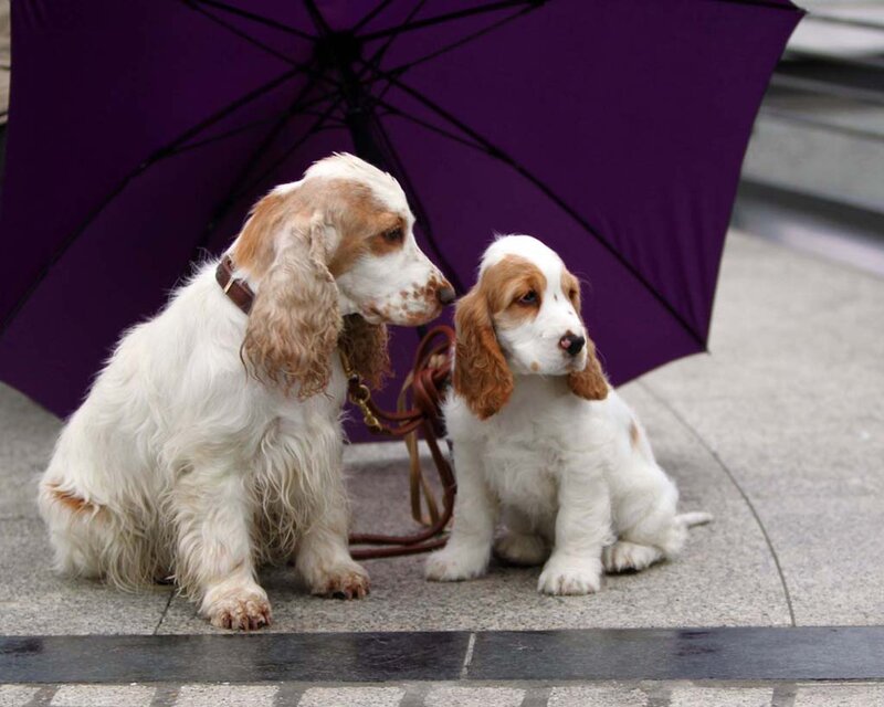 Two Cocker Spaniels — Purple
