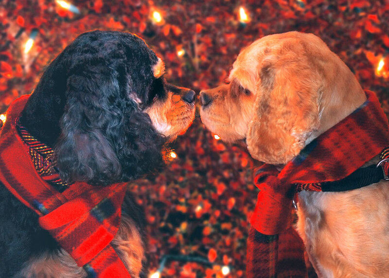 Two Cocker Spaniels