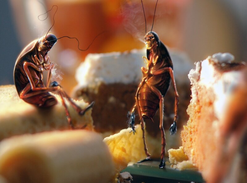Two Cockroaches on Cake