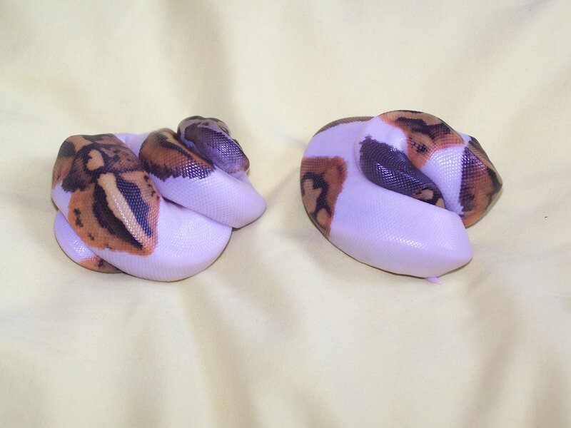 two coiled snakes on fabric