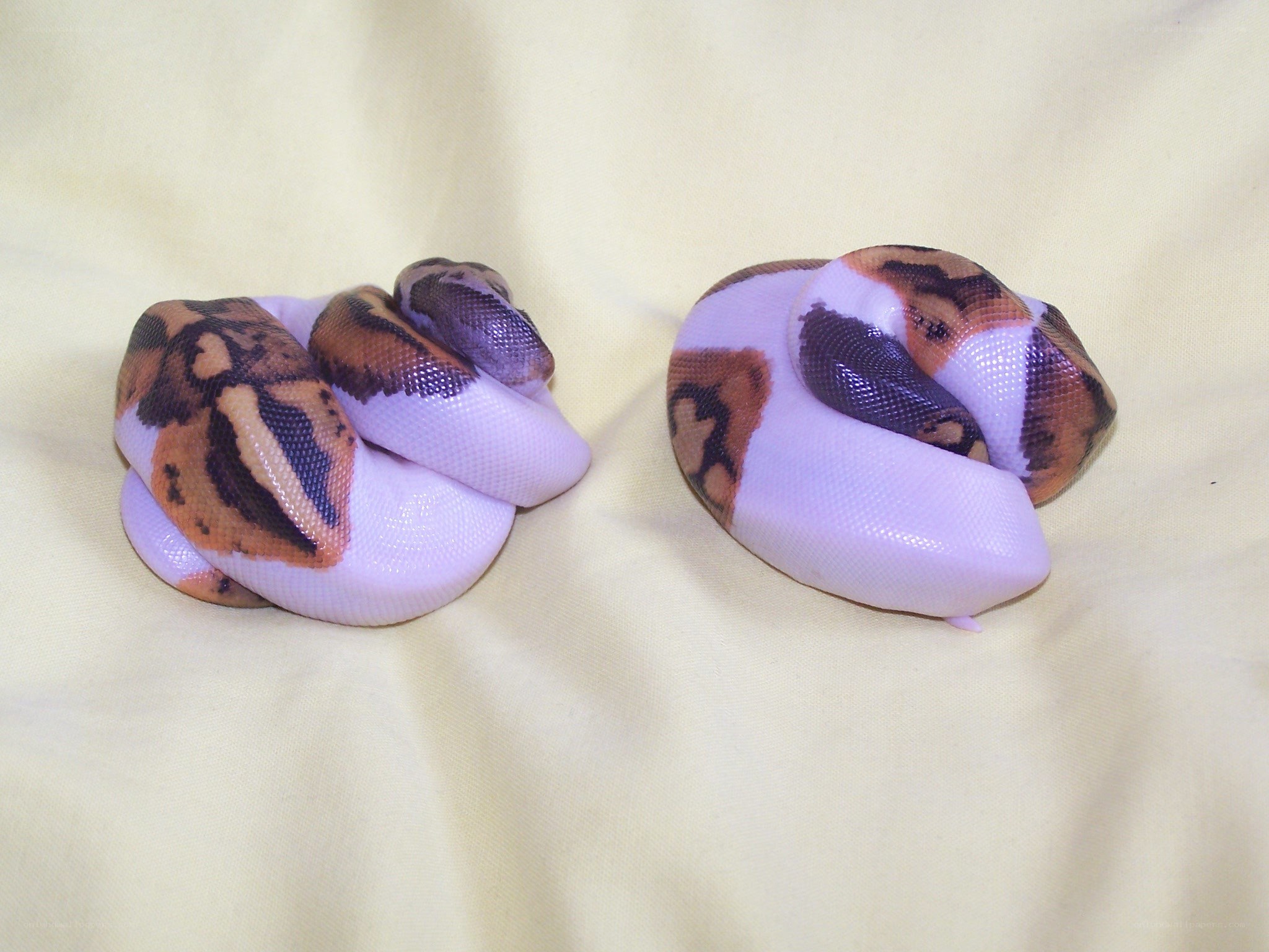two coiled snakes on fabric
