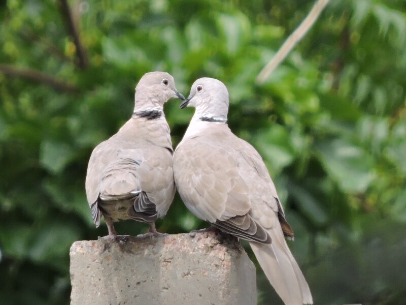 Two Collared Doves
