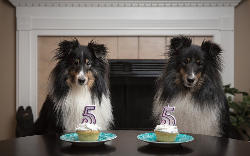 Two Collie Dogs — Black