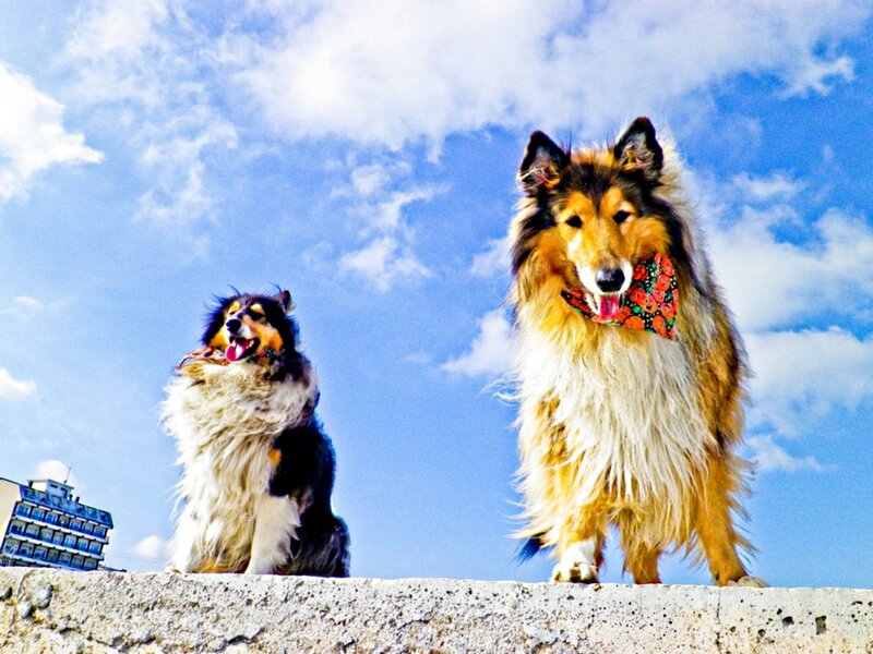 Two Collie Dogs — Blue, Bright