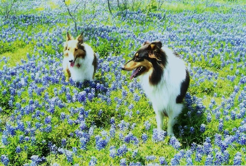Two Collie Dogs — Blue