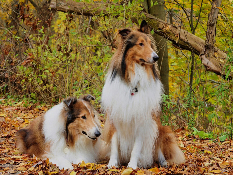Two Collie Dogs — Brown, Calm, Autumn