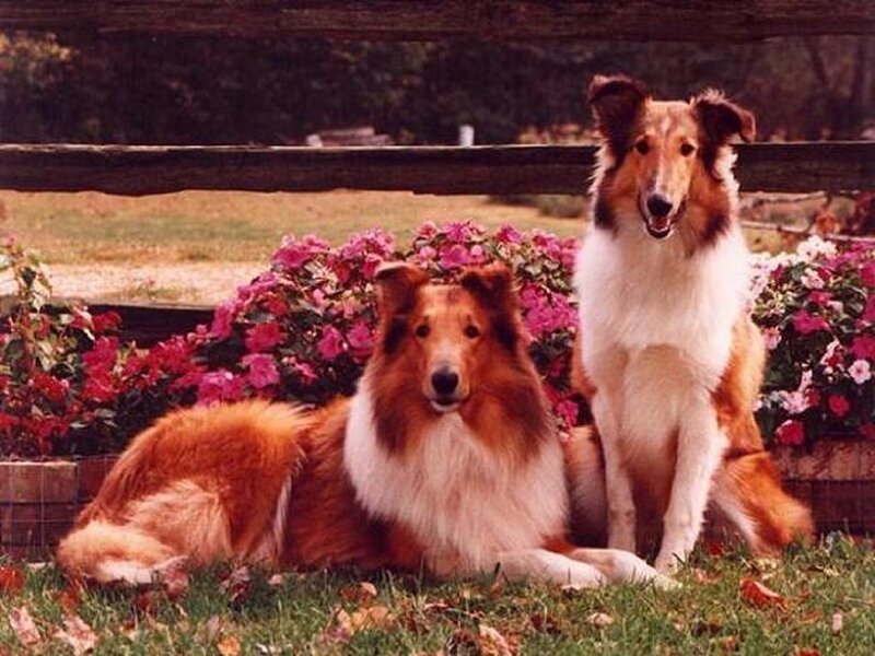 Two Collie Dogs — Brown, Calm