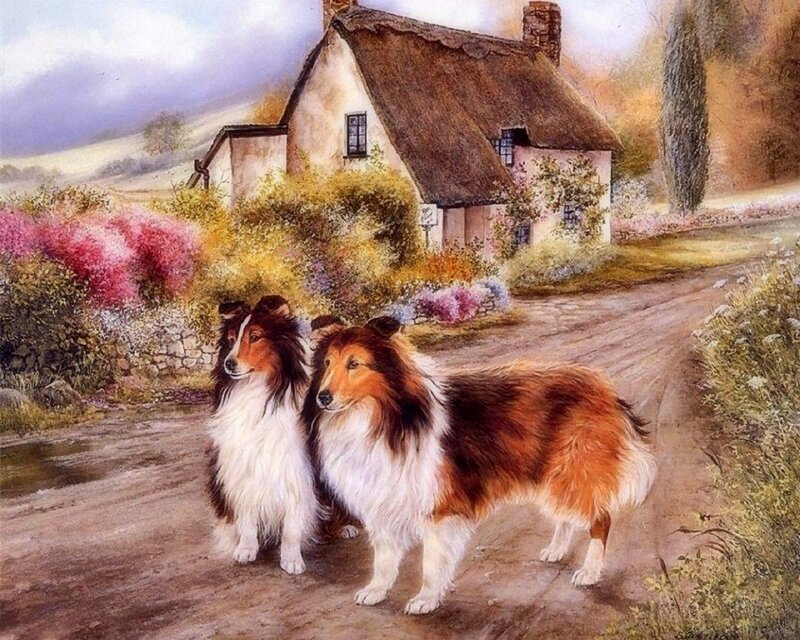 Two Collie Dogs — Brown, Serene, Spring