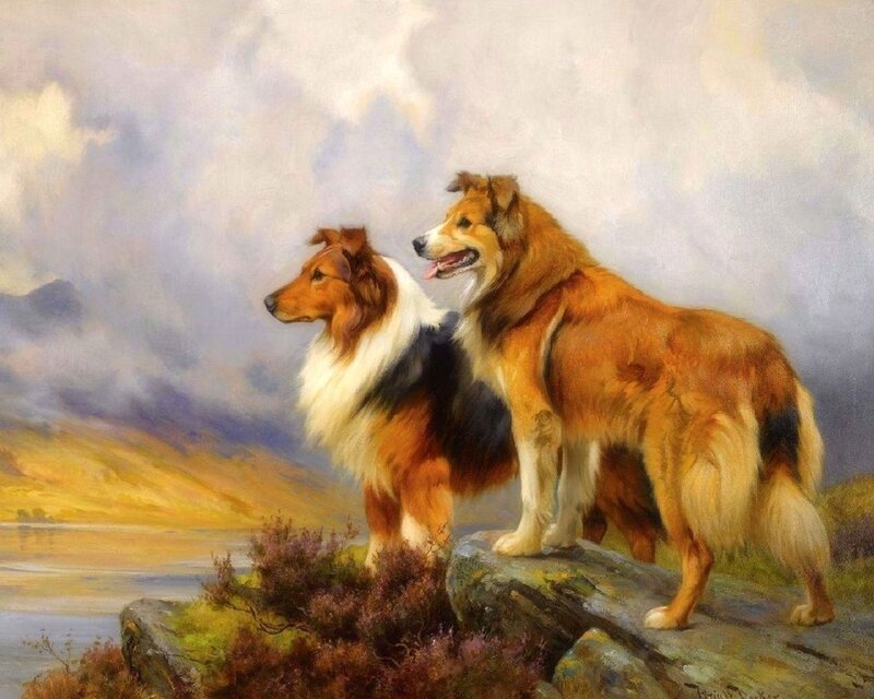 Two Collie Dogs — Brown, Serene