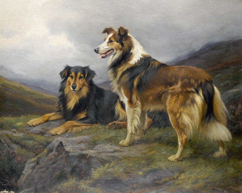 Two Collie Dogs — Brown