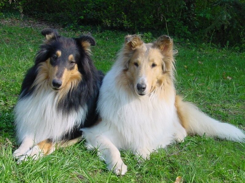 Two Collie Dogs — Green, Calm