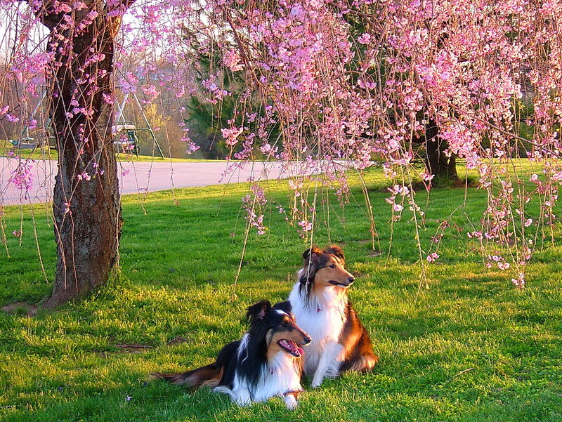 Two Collie Dogs — Green