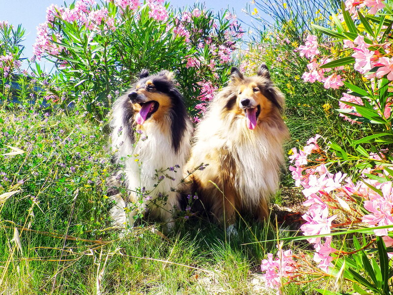 Two Collie Dogs in Flowers