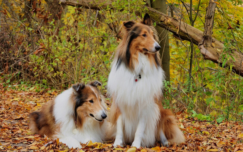 Two Collie Dogs in Forest