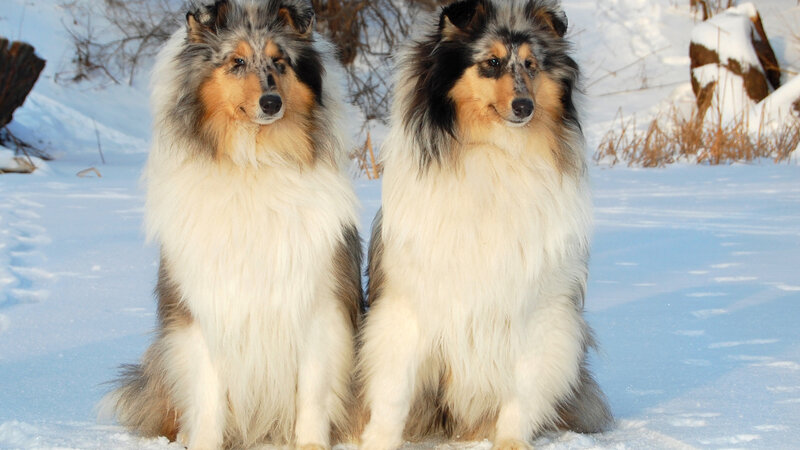 Two Collie Dogs in Snow — White, Calm