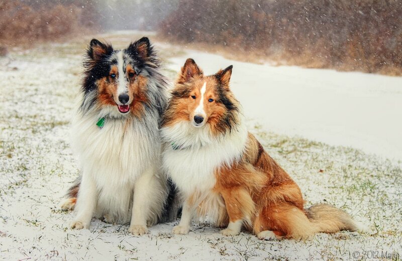 Two Collie Dogs in Snow — White, Calm, Winter