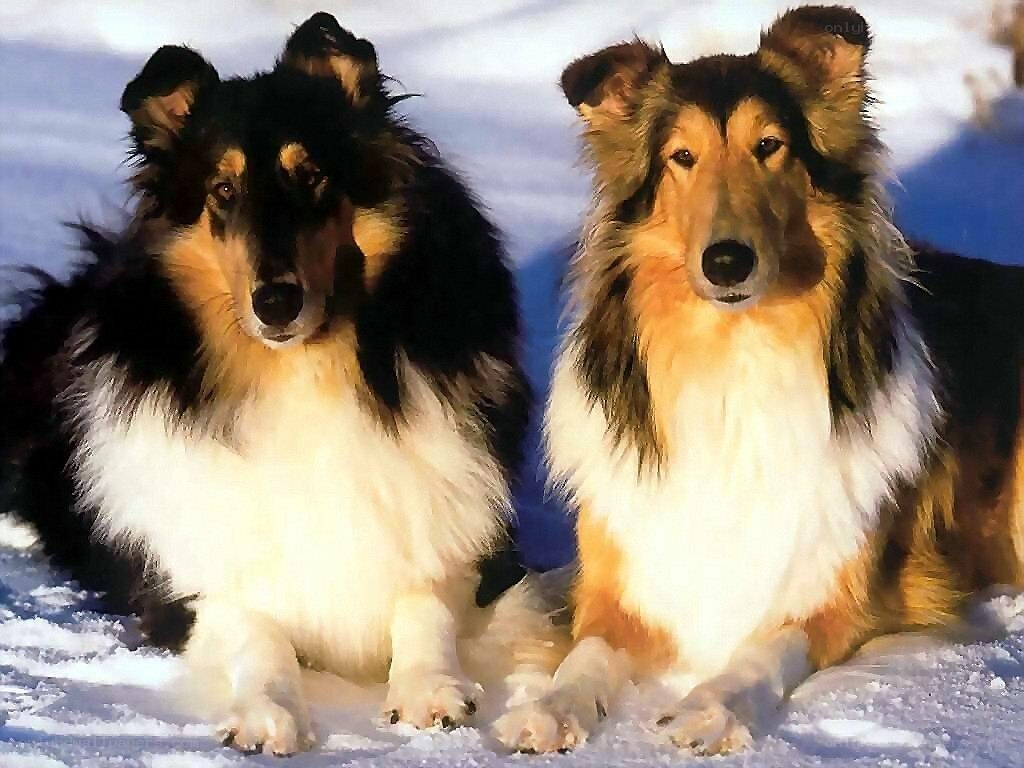two collie dogs in snow