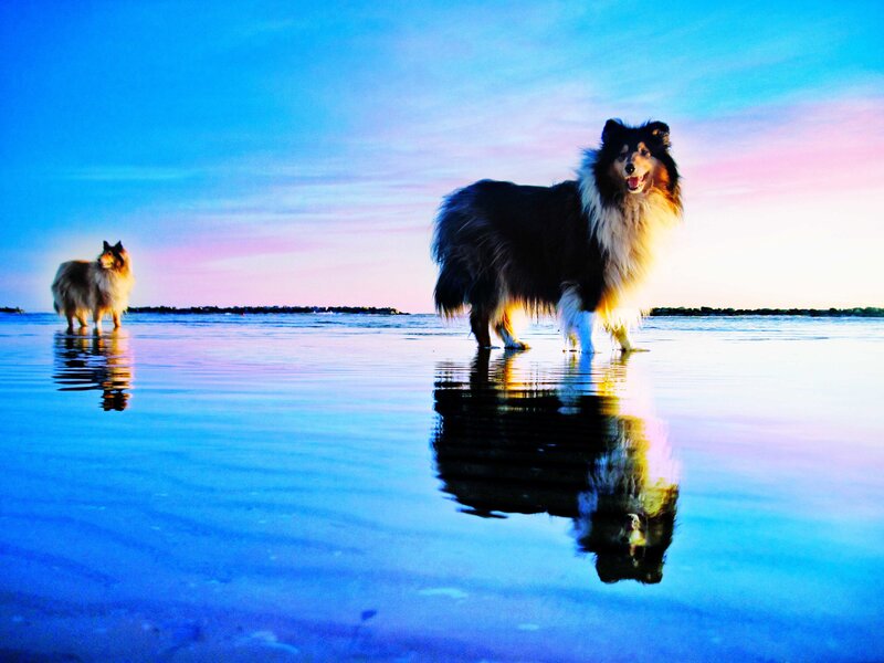 Two Collie Dogs on Beach