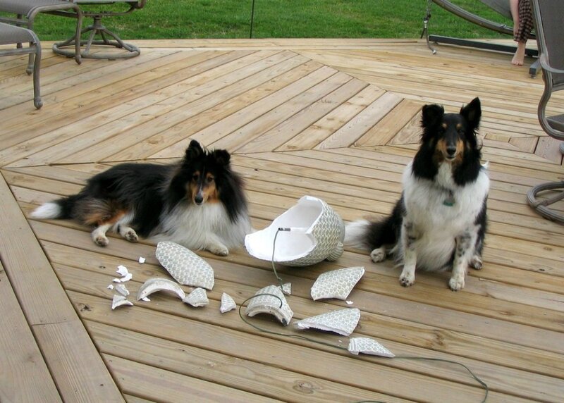 Two Collie Dogs on Deck