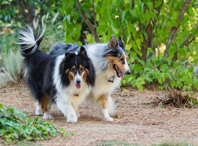 Two Collie Dogs Walking