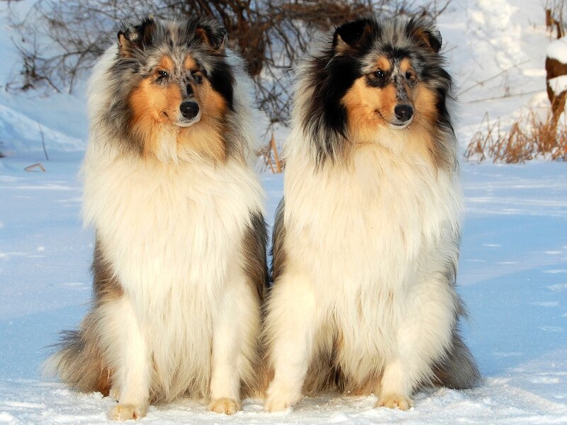 Two Collie Dogs — White, Calm