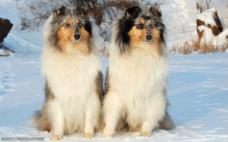 Two Collie Dogs — White, Calm, Winter, Photograph, Snow, Trees