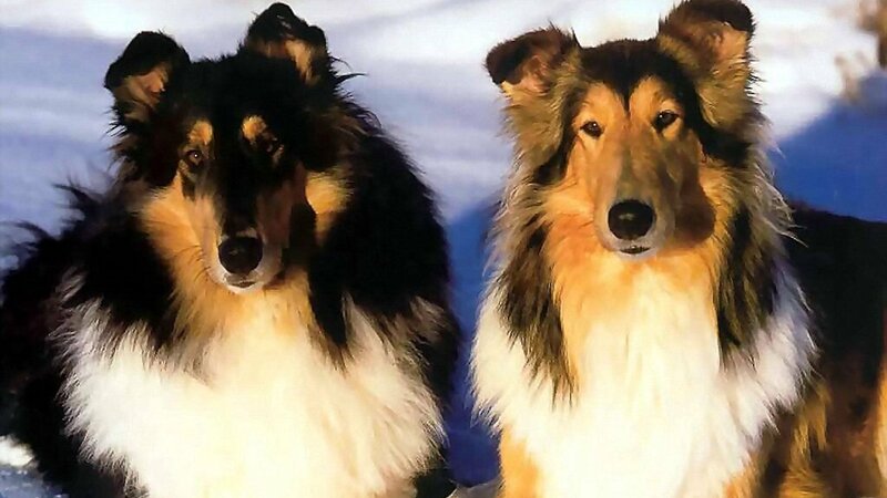Two Collie Dogs — White, Calm, Winter, Photograph
