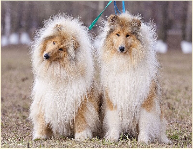 Two Collie Dogs — White