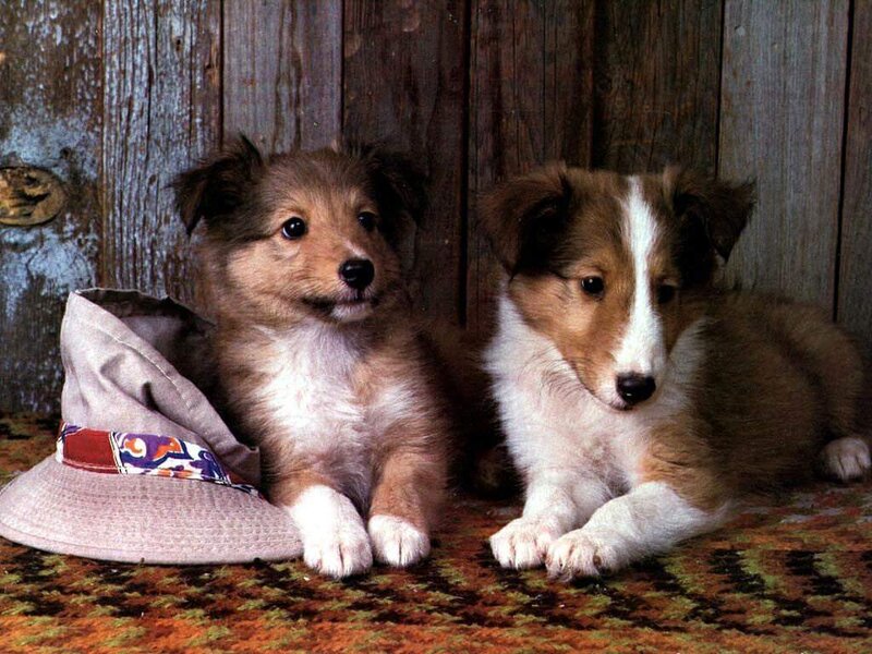 Two Collie Puppies — Brown