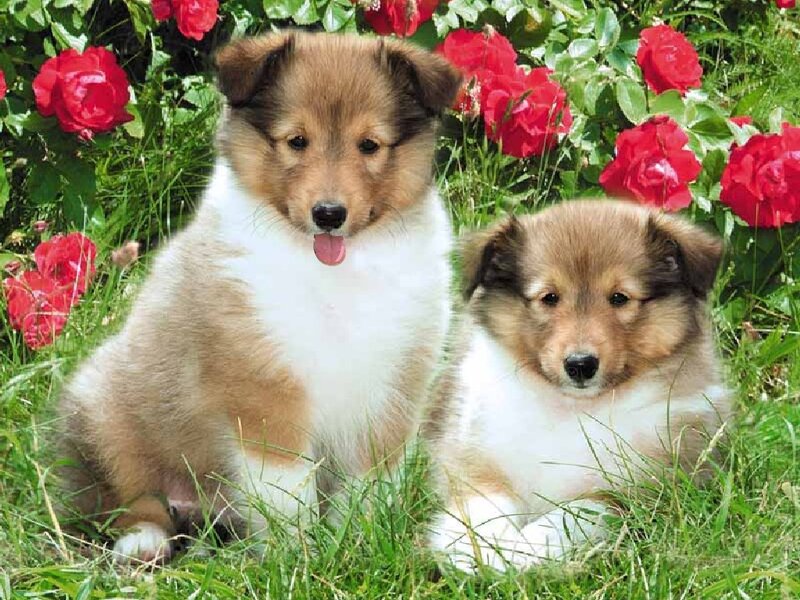 Two Collie Puppies — Green, Peaceful