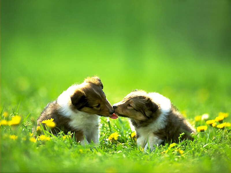 Two Collie Puppies