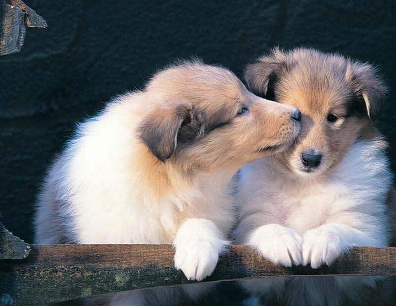 Two Collie Puppies — White, Calm