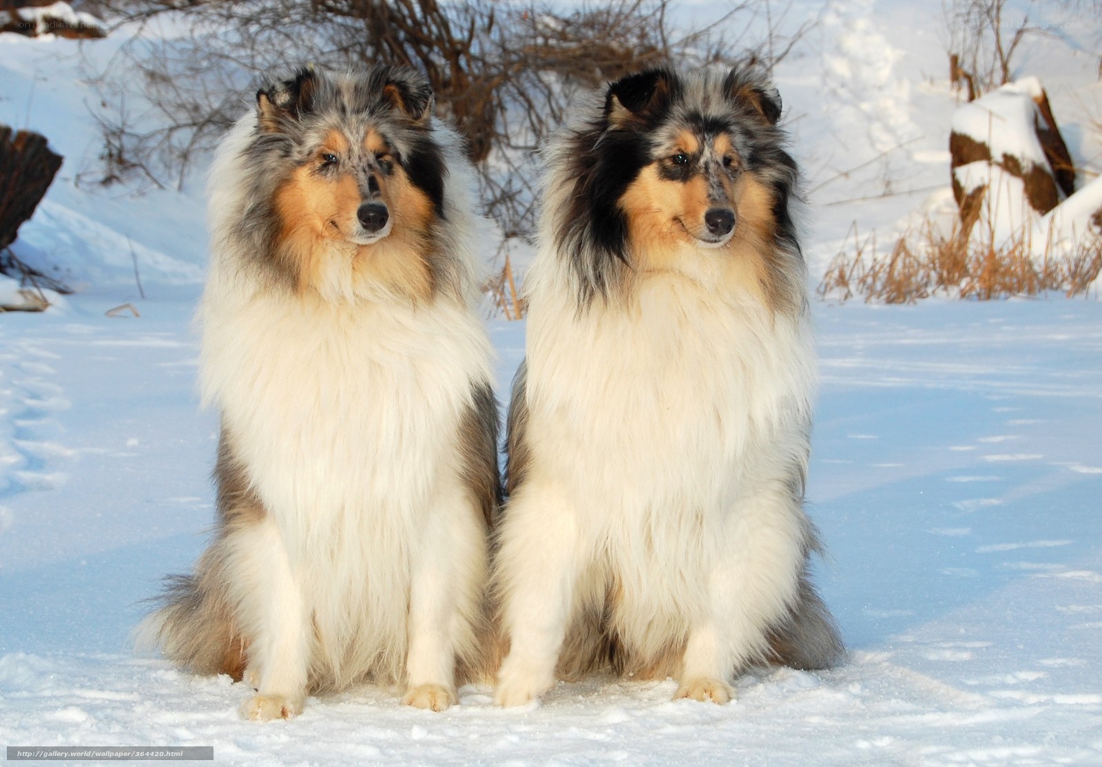 Two collies in the snow