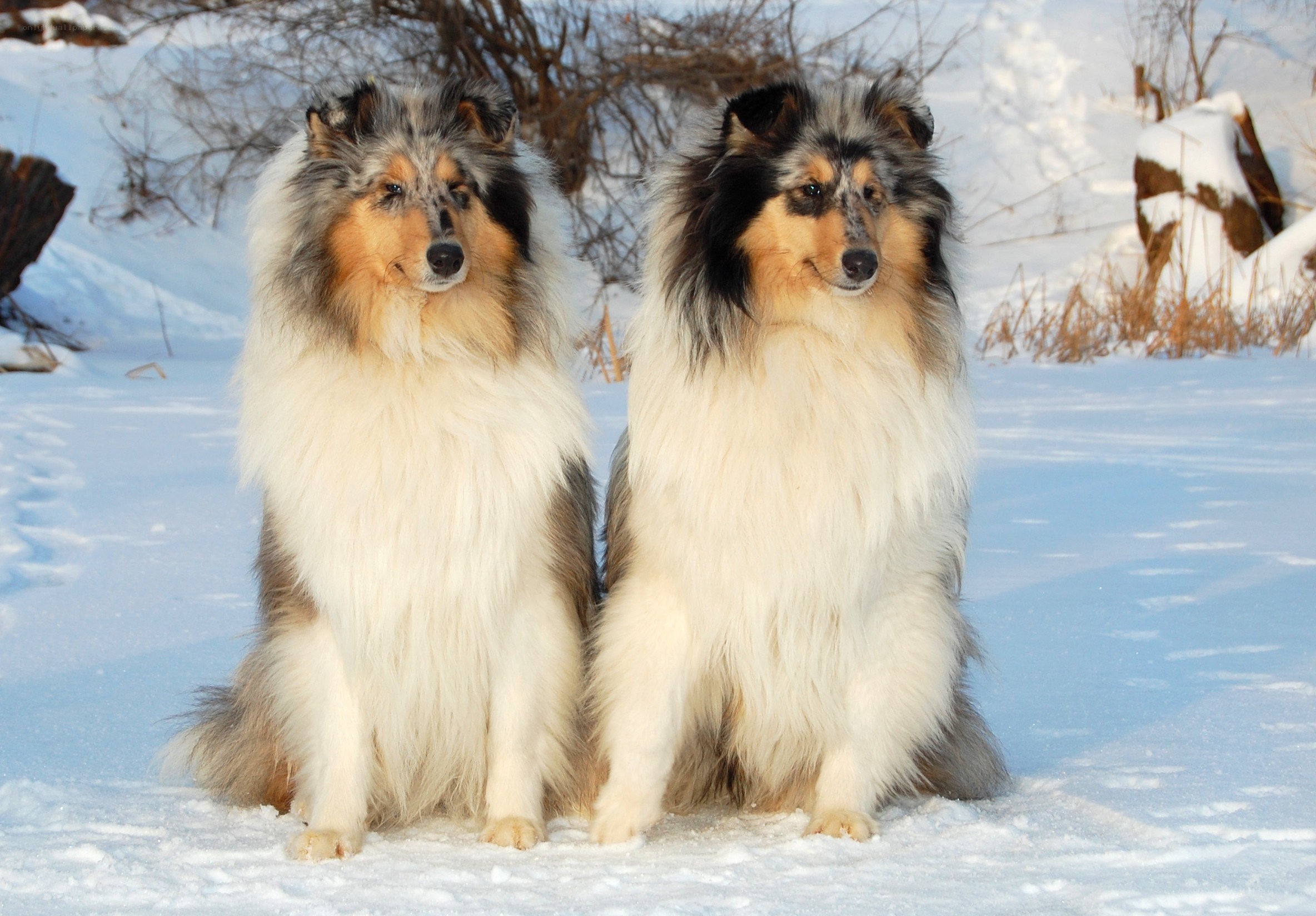 Two collies in the snow