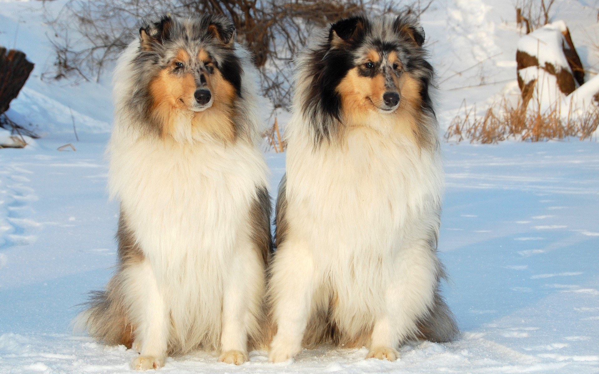 Two collies in the snow