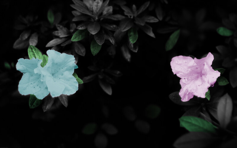 Two Colored Flowers