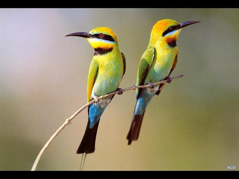 Two colorful bee-eaters on a branch