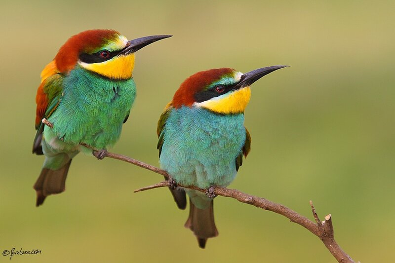 Two colorful bee-eaters on a branch
