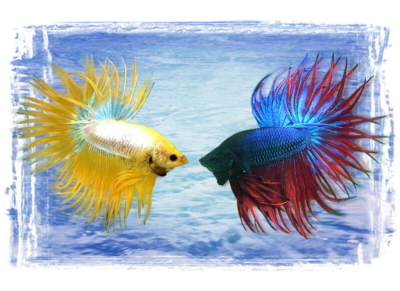 Two colorful betta fish facing each other