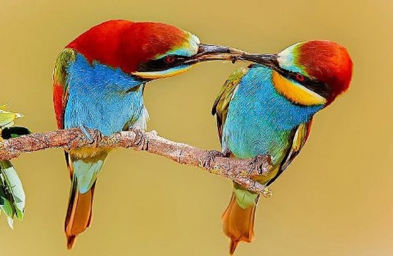 Two Colorful Birds — Blue, Calm, Photograph