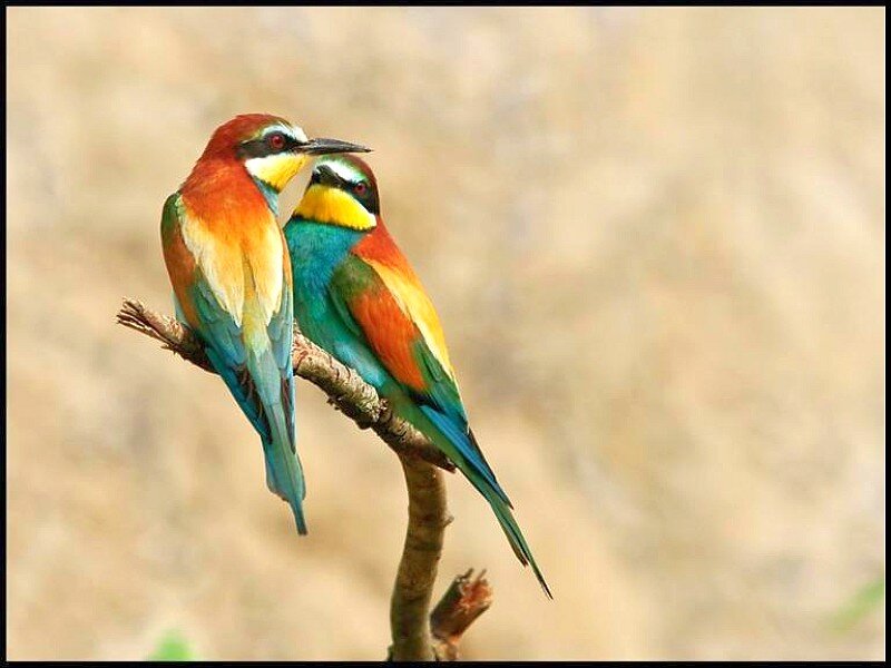 Two Colorful Birds — Blue, Calm