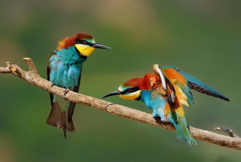 Two Colorful Birds — Blue