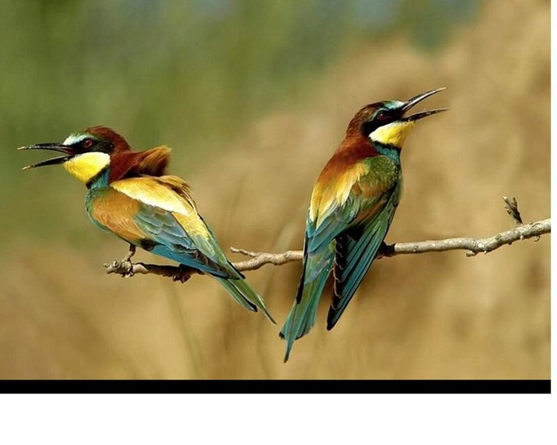 Two Colorful Birds — Green, Natural