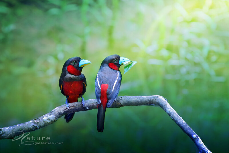 Two Colorful Birds — Green, Serene