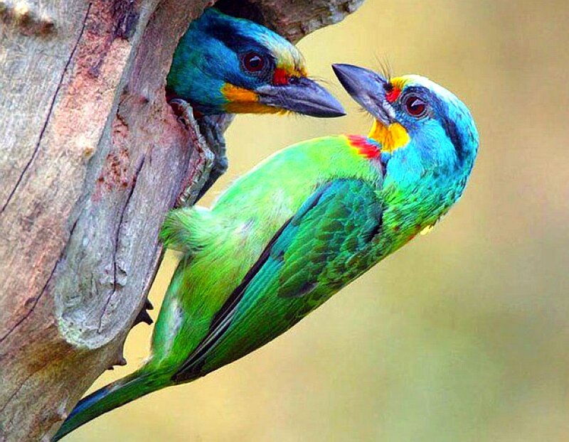 Two Colorful Birds — Green